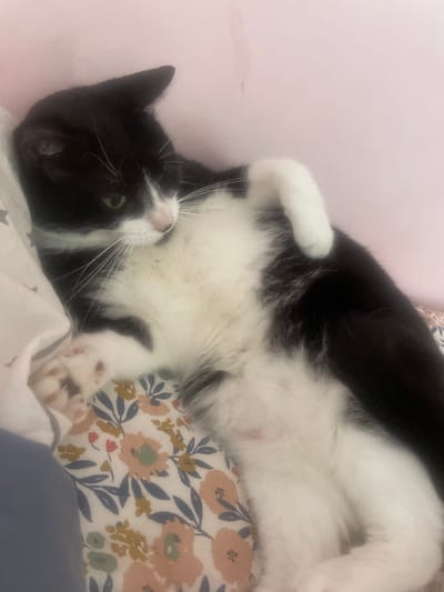 A black and white cat is lying on its back on a patterned floral surface. The cat is relaxed and its eyes are open, looking towards the left side of the frame. The cat's fur is primarily black with white markings on its chest, paws, and face. The background appears to be a soft pink surface, possibly a wall or blanket. The floral pattern on the surface beneath the cat features a light background with depictions of flowers and leaves in shades of peach, green, yellow, and blue. The overall impression is one of comfort and relaxation.