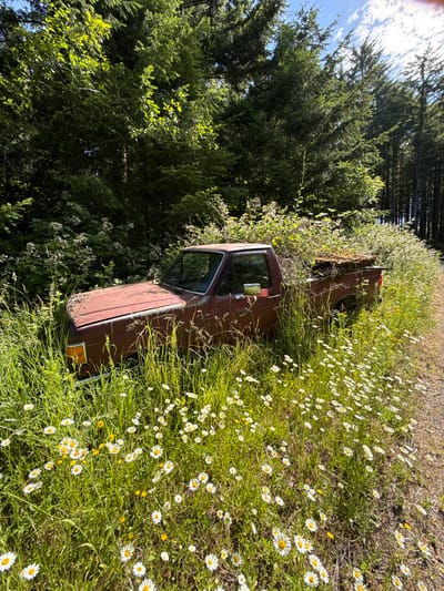 An abandoned, rusty red pickup truck is partially overgrown with vegetation on the side of a dirt road in Kalama, Washington, United States. The truck is surrounded by tall green grass and numerous white and yellow wildflowers, primarily daisies. The truck's bed is filled with debris, and its hood is covered in leaves and dirt. Dense green trees form a backdrop behind the truck, with a clear blue sky with scattered white clouds visible above the trees. The scene suggests a rural or wooded area.