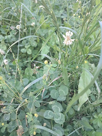 The image depicts a close-up, overhead view of a patch of ground covered in lush green vegetation. The primary subjects are various types of plants, including clover with its characteristic three-leaf (and one four-leaf visible) and some grass. A few small white flowers, possibly white clover, are scattered throughout the scene, along with some tiny yellow flowers and seed heads. The setting appears to be a natural outdoor environment, likely a field, meadow, or garden, given the density and variety of the plant life. The lighting suggests it is daytime, with soft, diffused light, indicating possibly overcast conditions or shade. There are no people or man-made objects visible, emphasizing the natural focus of the image. The overall impression is one of a vibrant and untamed patch of greenery. No text is visible in the image. The provided location context of Khadyzhensk, Russia, helps situate this natural scene geographically.