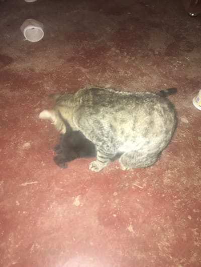 The image, taken in Limuru, Kenya, displays two felines on a reddish-brown floor under low-level illumination. A larger, adult tabby cat, with grey and black striped fur, is positioned over a smaller, solid black kitten. The tabby cat's head is oriented downwards towards the kitten, suggesting an interaction consistent with grooming or parental care. The kitten is partially obscured beneath the larger cat. The floor surface appears to be concrete or similar material, exhibiting wear, dust, and scattered light-colored debris. In the upper left quadrant, a white, inverted, truncated cone-shaped object, possibly a cut plastic container, is visible. A portion of a white container with yellow and orange markings is present along the right edge of the frame. No human subjects are visible.