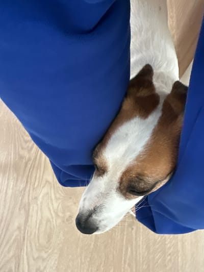The image shows a close-up view of a dog's head resting between two blue fabric surfaces. The dog has white fur with brown markings on its head and ears. Its eyes are closed, and its nose is black. The blue fabric appears to be part of clothing or upholstery. The background consists of a light-colored wooden floor. The image is taken from a top-down perspective. There is no indication of the location within Валожынскі сельскі Савет, Belarus.