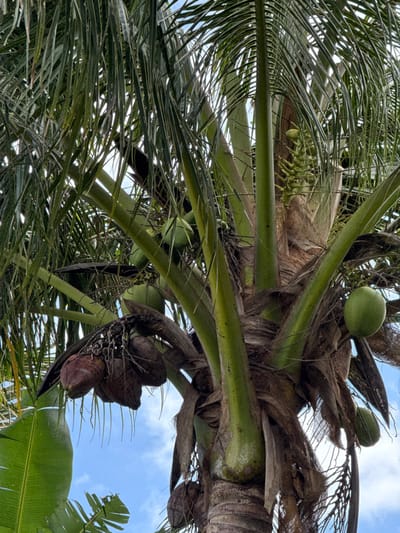 The image presents an upward view of a mature coconut palm tree in Dumbéa, France, against a clear blue sky with scattered white clouds. The central, textured brown trunk supports numerous long, green pinnate fronds that extend upwards and outwards. Multiple rounded, bright green coconuts are visible, attached to the bases of the fronds in various stages of development. Additionally, a cluster of approximately five dark brown, desiccated coconuts hangs lower on the left side of the frame. On the upper right, a vertical inflorescence of small, pale green, nascent coconut flowers or very young fruits is present. A large, broad, light green leaf, consistent with a banana plant, is partially visible in the lower left portion of the frame. No individuals, animals, man-made objects, or specific actions are depicted.