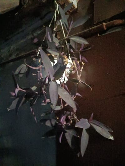 The image depicts a hanging plant with purple leaves, possibly a Purple Heart plant, situated outdoors. The plant is suspended by chains from an unseen fixture, casting shadows on the dark background. The background appears to be a textured wall or surface, with some horizontal wooden elements visible. The lighting is dim, suggesting it might be evening or a shaded area. There are no people or animals visible in the frame. The scene is a close-up of the plant, emphasizing its foliage and trailing stems. The overall impression is one of a simple, natural element against a dark, somewhat rustic backdrop. There is no visible indication of the city of Litynia, Ukraine, or any specific urban environment.