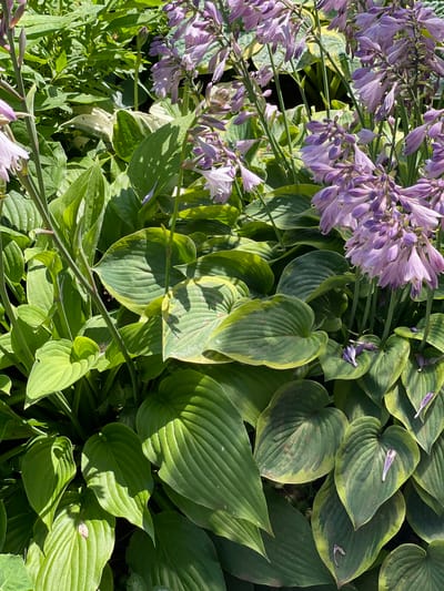 The image shows a close-up, overhead view of a cluster of hosta plants with purple flowers in bloom. The hostas have large, heart-shaped leaves, some solid green and others variegated with yellow margins. The flowers are bell-shaped and grow in racemes. The scene is lush and appears to be in a garden setting. The specific location of Tataraskaya Kargala, Russia is not visually identifiable from the image itself, as there are no discernible landmarks or human elements to provide context.