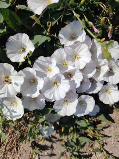 A close-up, overhead shot features a cluster of white bindweed flowers, their trumpet-shaped petals slightly tinged with pink at the edges. Several flowers are in full bloom, revealing yellow centers and dark stamens. One flower prominently displays a bee collecting nectar. The flowers are interspersed with dark green leaves and thinner, paler green stems. Some closed buds, a pale pinkish-yellow, are also visible. The background transitions from dense foliage to a dry, sandy ground with some scattered dry grass and shadows cast by the flowers and plants. The scene is set in Mazyr, Belarus, suggesting an outdoor, natural setting.