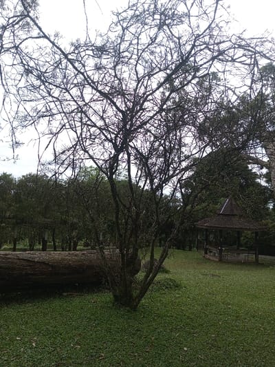 The image captures a serene outdoor scene, likely a park or garden, featuring a prominent, leafless tree in the foreground. This central tree, positioned slightly to the left, displays a dense network of dark, bare branches reaching towards a bright, overcast sky. Its intricate branch structure creates a stark silhouette against the light background.

To the left of the central tree, a large, dark wooden log lies horizontally on the grassy ground, appearing weathered and possibly moss-covered. Further back on the right side of the image, a charming wooden gazebo or pavilion is visible. It features a dark, multi-tiered roof and open sides, suggesting a place for rest or shelter, with benches and a table visible inside.

The lower half of the image is covered by well-maintained, green grass, which recedes into a background filled with dense, dark green foliage and other trees. The overall lighting suggests an overcast day, as there are no strong shadows and the light is diffused and even. The sky, seen through the branches of the main tree, is bright white or light gray. No people are visible, and the scene conveys a sense of tranquility and natural beauty. There is no visible text in the image. The architectural style of the gazebo could be consistent with settings found in a location like Mahabaleshwar, India.