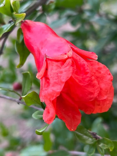 The image displays a close-up of a bright red pomegranate flower bud against a blurred background of green foliage and muted earthy tones. The flower's petals are tightly furled at the top, opening into a wider, ruffled form at the bottom, with visible veins and subtle textures. Several green leaves and a thin branch are visible to the left and below the flower, with a hint of a small, dark, round fruit or bud in the background. The lighting suggests it is daytime, and the focus is sharp on the flower, while the surroundings are softly out of focus, creating a shallow depth of field. The scene appears to be outdoors in a natural setting, consistent with a garden or park. There are no people, actions, or interactions depicted.