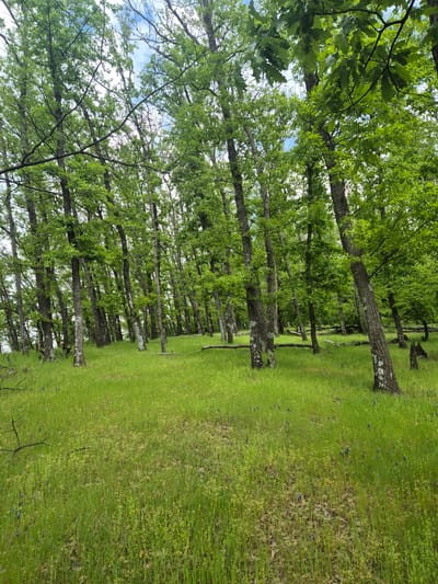 A landscape image of a wooded area. The perspective is from ground level, looking into the woods. Trees line the left side of the frame, with their leaves forming a dense green canopy above. The trunks of the trees are grey and textured. The ground is covered in green grass, which extends to the right side of the frame. The scene is bathed in natural light. The location is assumed to be in a rural area. It is not possible to confirm the location in Kralevo, Bulgaria from this image alone. There are no people or clear actions visible in the image.