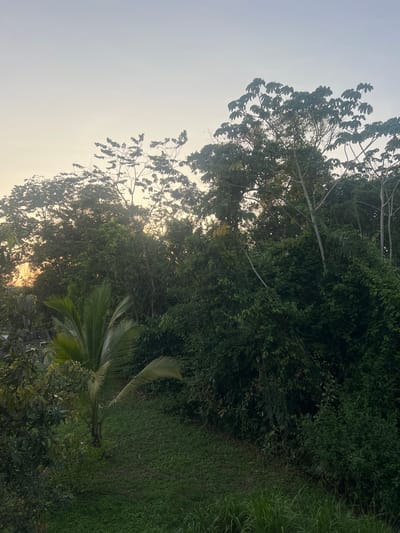 The image shows a view of the environment in Punta Gorda Town, Belize. Predominantly, the scene consists of dense vegetation, including trees, bushes, and various green plants. The lighting suggests either early morning or late afternoon, indicated by the sun low in the sky and the resulting diffused light. A palm tree is visible in the foreground. The overall impression is of a lush, tropical landscape.