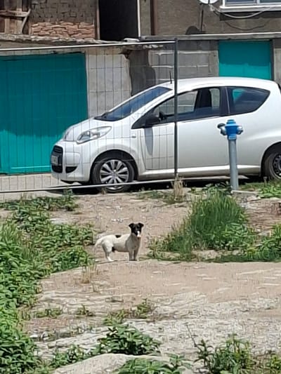 In Dolna Malina, Bulgaria, a small white dog with black markings stands on a dirt path. The dog is facing the viewer, with its head tilted slightly. Behind the dog, a white car is parked in front of a building with teal garage doors. A blue fire hydrant is also visible next to the car. The area appears to be an outdoor space, possibly a residential or industrial area, with green foliage growing around the path.