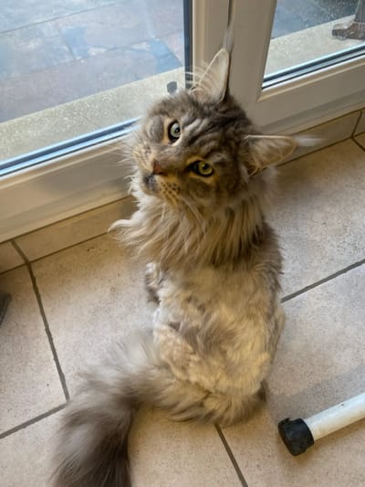 A long-haired, grey and silver tabby cat with greenish-yellow eyes is depicted sitting on a light-colored tiled floor within a building in Les Molières, France. The cat, appearing to be a Maine Coon due to its distinctive ear tufts, shaggy fur, and prominent mane, is positioned in front of a white-framed glass door or large window. Its head is tilted slightly, and its gaze is directed upwards towards the viewer. Through the glass, an outdoor paved area constructed of rectangular grey and brown pavers is visible. A white cylindrical object with a black cap on one end rests on the tiled floor in the lower right portion of the image.