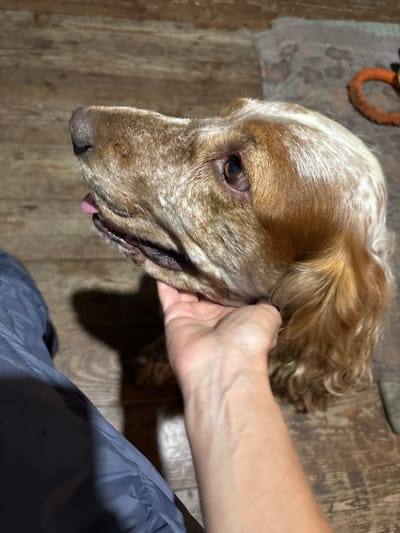 The image shows a close-up view of a dog being petted by a person. The dog has a light brown and white speckled coat and is looking down and to the left. Its mouth is slightly open, and its tongue is visible. The person's hand is gently stroking the dog's head and ear.
The scene appears to be indoors, with a wooden floor visible in the background. There is also a hint of an orange dog toy in the upper left corner of the image, and a dark blue garment is visible in the lower right portion. The lighting suggests it is daytime, but there are no clear indicators of the time of day or weather. The overall mood seems calm and affectionate. There is no visible text in the image. The provided location context is Dubrovino, Russia.