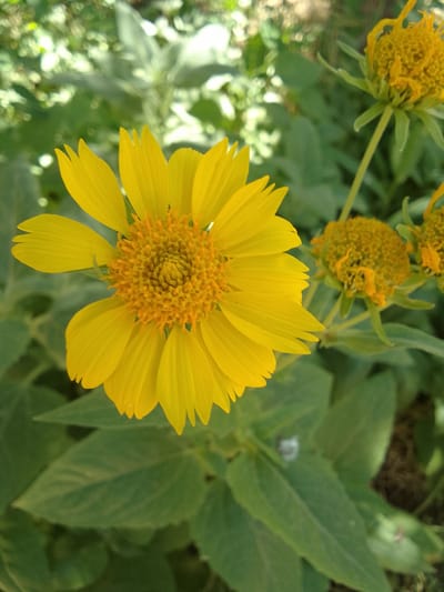 A bright yellow flower with pointed petals and a textured orange center is in focus in the foreground, with blurred green foliage and other yellow flowers in the background. The scene appears to be outdoors, possibly in a garden or park.