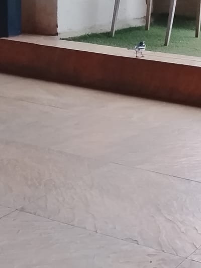 The scene, located in Riabai ward, Kenya, depicts an outdoor environment. The foreground features a light-colored, large-format tiled floor. A reddish-brown, low horizontal wall or ledge extends across the midground. A single, small bird, appearing predominantly black and white, is perched on top of this wall, facing away from the viewer. Beyond the wall, a section of green grass is visible, from which several light-colored wooden posts ascend. A white wall section and a dark blue object are partially discernible in the far left background. No human presence or specific interactions are observed.