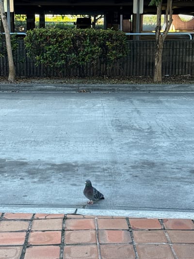 A pigeon stands on the edge of a concrete sidewalk. The background shows a gray concrete surface extending horizontally, bordered by a brick sidewalk and a leafy bush with a tree trunk. Behind the bush is a metal fence and a building structure, suggesting an urban or park setting. The lighting indicates it is daytime.