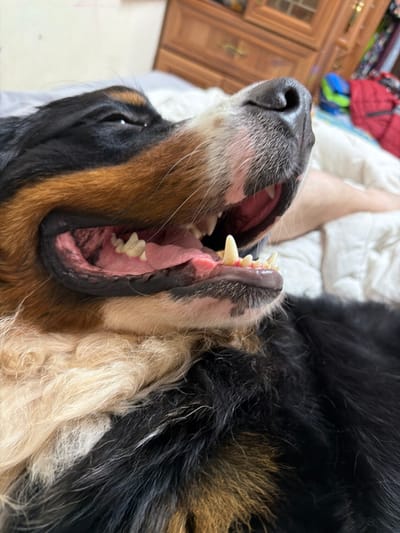This is a close-up, eye-level shot of a Bernese Mountain Dog with its mouth open, revealing its teeth and pink gums. The dog's head is tilted, with its black, tan, and white fur visible. The background is blurred, but appears to be an indoor setting with furniture, possibly a dresser, and bedding. There is no visible indication of the location being in the city of Чёрная, Russia.