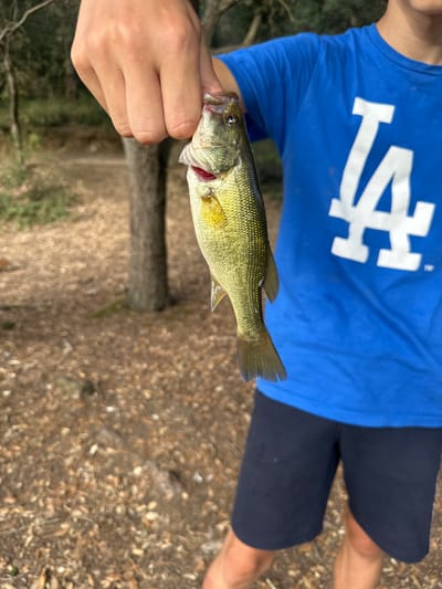 In a close-up, vertically oriented shot, a person in a blue Los Angeles Dodgers t-shirt and dark shorts holds up a small, freshly caught fish. The fish, with its mouth agape and gill flared, displays a greenish-yellow body with dark vertical stripes and a prominent lateral line. It is held by its lower jaw, with its body angled downwards. The background is out of focus, revealing a ground covered with dry leaves and a tree trunk, suggesting an outdoor, possibly natural setting. The person's hand is visible near the fish's head, and their skin tone appears light. The image does not contain any elements that definitively place it within Vidreres, Spain.