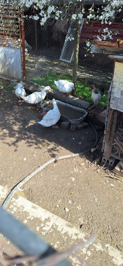 The image displays an outdoor, unpaved area in Letnitsa, Bulgaria. Five domestic fowl are present: four white ducks and one white and grey rooster.
A dark, oblong metal trough, approximately half-filled with murky water, rests on several bricks in the center-right. One white duck stands with its back to the camera, head lowered towards the trough. Another white duck stands to the left of the trough, facing right with its beak slightly open. A third white duck is positioned further left, facing right on the muddy ground. A fourth white duck stands on a concrete block immediately to the right of the trough, facing left. To the far right, a white and grey rooster with a prominent red comb and wattles stands atop a stack of concrete blocks, facing left towards the ducks and trough.
The ground is composed of reddish-brown soil and mud, showing numerous imprints and scattered white feathers. A dark, flexible hose lies across the muddy ground in the lower middle and right portions of the frame. A light-colored concrete border or pathway is visible along the bottom left edge.
In the background, a wire mesh fence extends horizontally across the scene. To the far left, a light-colored metal gate with a rusty frame is partially visible, connected to the fence. Above the fence, from the upper left, branches of a tree or shrub with abundant white blossoms overhang the scene. Patches of green grass are visible directly behind the water trough and the fence line. To the far right, a dilapidated wooden structure with wire mesh and concrete block foundations is partially visible. The scene is under strong sunlight, casting distinct shadows from the fence and overhead branches onto the ground.