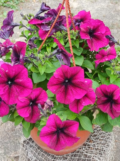 The image shows a close-up, overhead view of several vibrant pink petunia flowers in a pot. The flowers have dark centers and delicate, veined petals. Some of the flowers are fully bloomed, while others are still in bud or are wilting. Green leaves surround the flowers, and some appear slightly wilted or dried.

A thin, twisted reddish-brown cord runs diagonally across the left side of the frame, likely part of a hanging mechanism for the pot. In the upper right portion of the image, a piece of off-white netting is visible, draped over the edge of the terracotta pot. The background consists of a textured, light-colored surface, possibly concrete or gravel, with some out-of-focus greenery in the lower left corner.

The lighting suggests it is daytime, with no strong shadows indicating a specific time. The overall impression is a slightly unkempt but colorful display of flowers, possibly in a garden or on a balcony. There is no visible text in the image. The location context is Vārzas, Latvia.