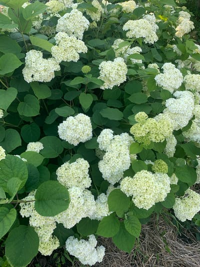 A dense cluster of white hydrangeas with large, lush green leaves fills the frame. The flowers are in full bloom, appearing as large, rounded pom-poms composed of many small individual florets. Some of the flower heads show hints of pale green, suggesting they are either in the process of opening or are a variety that naturally has green hues. The leaves are broad and ovate with serrated edges, providing a rich backdrop of vibrant green. The texture of the leaves is slightly rough and veined. The scene is lit by natural light, casting soft shadows and highlighting the delicate details of the blossoms. The ground beneath the bushes appears to be covered in dry grass and twigs, indicating an outdoor setting. The image is taken from a slightly elevated, eye-level perspective, looking down into the bush. This scene could be located in a garden or park area within the city of Карманово, Russia. There are no people or animals visible in the image.