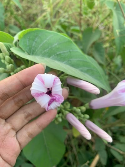 In Botok, Indonesia, a human hand gently holds a partially opened, trumpet-shaped flower with white petals streaked with pink. The flower is the focal point, positioned in the center of the frame. Surrounding the flower are large, green leaves and unopened flower buds, suggesting a garden or natural setting. In the background, out-of-focus vegetation creates a soft, green backdrop. The lighting appears natural, indicating it was taken outdoors during the day.