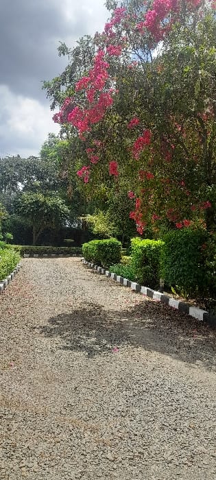 The image shows a gravel path leading through a lush, manicured garden in Njoro, Kenya, located at coordinates -0.332 latitude and 35.948 longitude.  The path is lined with trimmed hedges and a white-and-black curb.  The path is empty and appears to be unused.  The predominant vegetation is a vibrant green,  with a large tree in the background featuring an abundance of pink flowers in full bloom.  The overcast sky suggests a partly cloudy day. The image captures the tranquility of the scene, highlighting the beauty of the gardens and the surrounding environment.