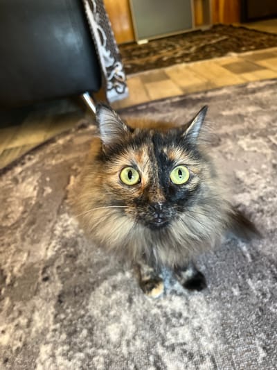 A tortoiseshell cat with bright green eyes sits on a patterned rug. The cat's fur is a mix of black, orange, and cream, with a fluffy mane. The background shows a dark leather chair and a wooden floor. The image appears to be taken indoors, possibly in a residential setting in Pamyati 13 Bortsov, Russia.