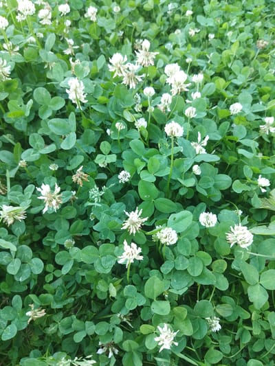 The image depicts a close-up, top-down view of a dense patch of white clover in a natural outdoor setting. The ground is covered with lush green clover leaves, many of which are the characteristic three-leafed variety, with a few appearing to have four leaves. Scattered throughout the greenery are numerous white clover flowers, some fully bloomed and spherical, while others are still in bud or have begun to wither, showing brown, dried petals.
The lighting suggests it is daytime, with soft, diffused light indicating possibly overcast conditions or shade. The focus is on the textures and colors of the plant life, with no discernible human presence or man-made objects. The overall impression is one of abundant, healthy vegetation.
The location context provided, Кіраўскі сельскі Савет, Belarus, places this scene within a rural area of Belarus. The dense growth of clover suggests a meadow, field, or perhaps a less manicured lawn or roadside verge. The image captures the simple beauty of a common field plant in its natural environment. There is no visible text in the image.