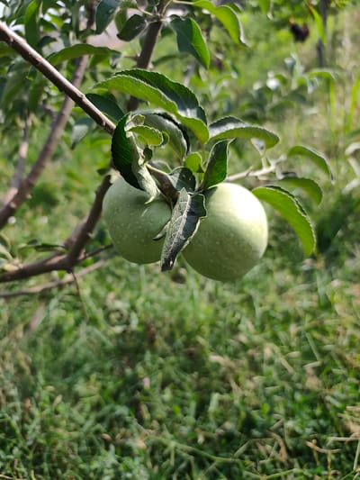 An outdoor, close-up, eye-level shot depicts two unripe green apples hanging from a tree branch. The apples are round and smooth, with a light green color and scattered white speckles. They are positioned centrally in the frame, with one slightly above and to the left of the other. The branch supporting the apples is brown and rough, with several green leaves surrounding the fruit.
The background is a blur of green foliage and grass, suggesting a natural outdoor environment. The lighting appears to be natural daylight, creating soft shadows and highlights on the apples. The overall impression is one of natural growth and the early stages of fruit development. The location is identified as Arimjan, Kyrgyzstan.