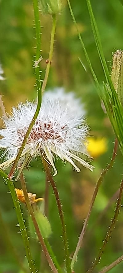 This close-up, macro photograph captures a white, fluffy seed head of a plant, possibly a dandelion or a similar composite flower, set against a blurred green and yellow background. The seed head, located slightly right of the center, features a dense cluster of white, feathery pappus bristles originating from a reddish-brown base. Some of the individual seeds with their attached pappus appear to be slightly dislodged or in the process of dispersing.
Surrounding and partially obscuring the seed head are several thorny stems. There are at least two distinct types: vibrant green stems with regularly spaced, pointed thorns, and darker, reddish-brown stems also covered in smaller, sharp projections. These stems create a natural frame around the central subject. The background is a soft, out-of-focus blur of varying shades of green, with hints of yellow suggesting other vegetation or flowers in the distance. The lighting appears natural, indicating daylight. No specific time of day, weather conditions, or emotions are discernible. There is no visible text in the image. The scene suggests a natural, outdoor environment, specifically in Zolota Poliana, Ukraine.