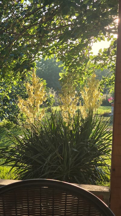 The image depicts a sun-drenched garden scene, likely in Rudnik, Bulgaria, viewed from the partial shelter of a wooden structure. In the foreground, the curved, dark-brown wicker of a chair is visible, suggesting a seating area. Beyond the chair, a large yucca plant dominates the mid-ground, its spiky, dark green leaves forming a dense, low-lying bush. Rising majestically from the yucca are three tall stalks covered in numerous creamy-white, bell-shaped flowers, illuminated by the bright sunlight filtering through the overhead canopy of a leafy tree. The sunlight casts a warm glow, highlighting the delicate petals of the yucca blossoms. Behind the yucca, the garden extends into a grassy area bathed in sunlight, with other trees and foliage creating a soft, green backdrop. The overall impression is one of a peaceful, idyllic garden setting, bathed in the warm, golden light of a sunny day.