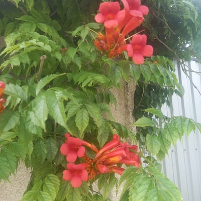 In Briceni, Moldova, a close-up, eye-level shot captures a cluster of vibrant orange-red trumpet flowers blooming on a vine. The flowers are the central focus, with some in full bloom revealing their distinct trumpet shape and others as buds. Lush green leaves surround the flowers, some with serrated edges, creating a dense foliage backdrop. Behind the vine, a textured, light-colored wall is partially visible, and to the right, a section of a corrugated metal fence runs vertically. The lighting suggests it is daytime, with soft illumination. There are no people or animals present.