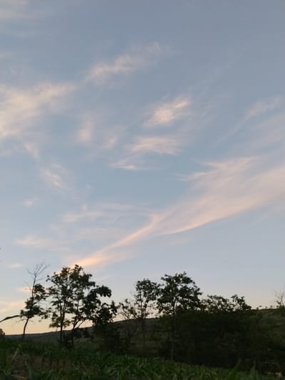 This is a vertical, eye-level photograph of a rural landscape in Cîrpești, Moldova, at dusk. The sky occupies the upper two-thirds of the frame and is a pale blue with wispy, pinkish-orange clouds stretched across it, indicative of sunset. The lower third of the image features a silhouetted line of trees and vegetation against the horizon. In the foreground, rows of green corn stalks are visible, suggesting a cultivated field. The trees are varied in height and density, with some appearing leafless and skeletal, while others are full and dark. A gentle, rolling hill is faintly discernible behind the line of trees. There are no people or animals visible in the photograph. The overall impression is one of a tranquil, natural scene as day transitions into night.