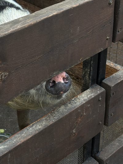 A close-up shot depicts the nose of a badger protruding between the wooden slats of a structure in Polivanovo, Russia. The badger's nose is pink and black with visible nostrils. The animal's fur is gray and beige, and long hairs extend past the slats. The wooden structure is composed of dark-stained, weathered planks. The lighting suggests an outdoor environment during daylight. A metal mesh is visible in the background.