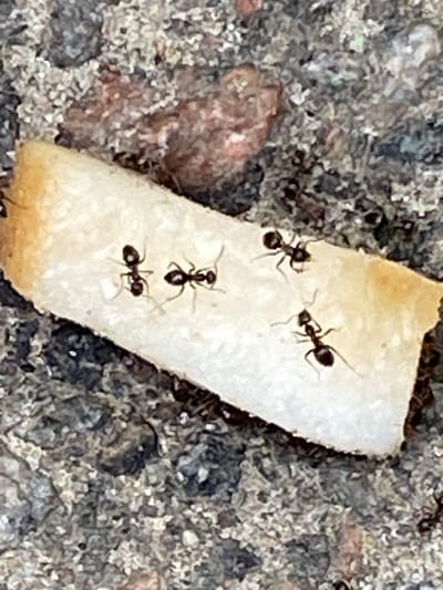 The media file is a close-up, slightly blurry photograph showing a small piece of white, porous food, possibly bread or cheese, resting on a textured, gray surface composed of small pebbles and dirt. Several black ants are actively gathered on and around the food item.
There are at least five visible ants. Two are on the top surface of the food, one slightly above the other. Another ant is positioned below these two, also on the food. Two more ants are visible on the bottom portion of the food. The ants appear to be engaged in the activity of feeding or carrying away pieces of the food. The background is out of focus, suggesting a shallow depth of field, and it consists of the same pebbly, granular ground material.
There are no people or discernible text in the image. The lighting appears to be natural daylight, casting no strong shadows and suggesting it could be daytime, though the time of day or weather conditions are not explicitly evident. The setting appears to be outdoors, on a ground surface that might be found in a garden, pathway, or park. Given the location context of Yokohama, Japan, this could be a scene in a park or a residential outdoor area. The overall impression is a common observation of ants foraging for food.