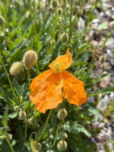 The image is a close-up, eye-level, outdoor photograph of an orange poppy flower. The flower is in focus and is the main subject, with its petals appearing delicate and slightly wet, possibly from dew or rain. The center of the flower shows yellow stamens. To the left of the poppy, there are two furry, green buds on thin stems, also with small water droplets visible on them. The background is a blur of green foliage and some rocky, indeterminate ground. There are no people or buildings visible. The image captures a natural, botanical scene.