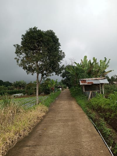 The image displays a rural concrete pathway in Kondha, India, under an overcast sky. The path extends from the foreground into the midground, slightly curving to the left. On the left side, a strip of dry grass and weeds borders a cultivated field with rows of small green plants covered by black plastic mulch. A prominent deciduous tree with a light-toned trunk and a dense, dark green canopy stands on the left, adjacent to the field. On the right side, the path is flanked by green vegetation. A white pipe is visible along the path's edge in the foreground. Further along the right, a small, rustic shelter composed of a wooden frame and a rusted corrugated metal roof is positioned amidst dense foliage, including large-leafed plants resembling banana trees. The background consists of lush green vegetation and trees, where the path recedes from view. No individuals, animals, or observable actions are present within the scene.