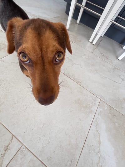 A dog with brown and tan fur looks up at the camera with a curious expression. Its large, expressive eyes are focused on the viewer. The background consists of light-colored tile flooring and the legs of white furniture in the upper-left corner. The image is shot from a low angle, emphasizing the dog's face and capturing its endearing gaze.