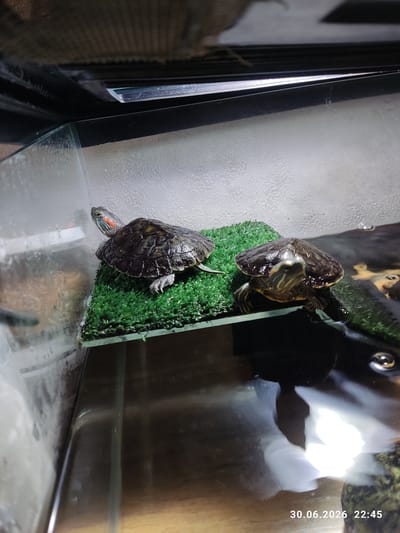 Two red-eared slider turtles are the subjects of this media file. They are in a tank with a glass bottom and walls. One turtle is positioned higher on a green, artificial grass ramp, while the other is below it on the glass. The tank appears to be in an indoor setting, possibly a home aquarium.

The turtles are not actively engaged in any particular activity, but are resting or positioning themselves within their habitat. One turtle's head is visible, showing its distinctive red ear markings and green and yellow striped skin. The other turtle's shell is more prominent, displaying its patterned scutes.

The lighting in the tank is bright, creating reflections on the water and glass surfaces. There are some water droplets visible on the back wall of the tank.

Visible text on the image reads "30.06.2026 22:45", indicating the date and time the image was captured. The location context provided is Iskitim, Russia.
