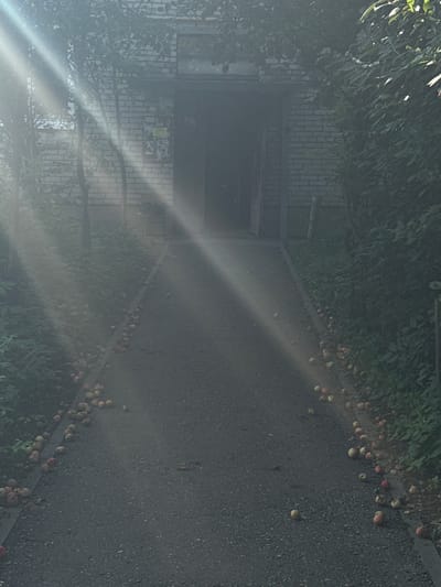 The image depicts a pathway leading to a building with a brick facade. The pathway is lined with numerous fallen apples, scattered on the asphalt and the adjacent grassy area. Sunlight streams through trees, casting distinct beams of light and dappling the scene. The building entrance appears dark and recessed. The environment suggests an outdoor setting, possibly in Yurovo, Russia, given the context. No people are visible in the image.