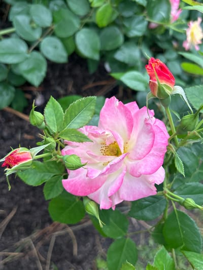 This is a close-up, eye-level, outdoor photograph of a pink and white rose in bloom, surrounded by green leaves and rosebuds. The rose is the central subject, with its petals unfurling to reveal a yellow center. Several tightly closed rosebuds, some tipped with red, are scattered around the main bloom, along with various green leaves and thorny stems. The background is a blur of green foliage and dark soil, suggesting a garden setting. The lighting is soft, indicating it might be overcast or late in the day. There are no people or animals visible in the image. This scene is located in Mount Royal, Canada.