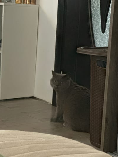 A gray cat is sitting on a wooden floor next to a dark door frame and a woven basket-like object. To the left, there is a tall white cabinet with some metallic cylindrical objects on top. The lighting suggests an indoor setting. The image does not provide any information or context related to the city of Madara, Bulgaria.