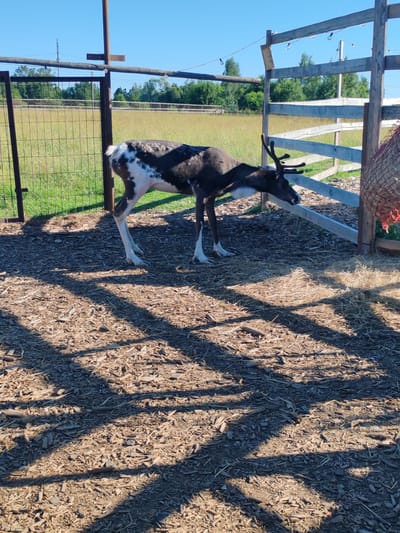 A reindeer with dark brown and white patches stands in an outdoor enclosure. The enclosure has a wooden fence and a wire mesh fence. The ground is covered with wood chips and some dry grass. In the background, there is a field with dry grass and trees. The sky is clear and blue. The image was taken in Lukaši, Russia.