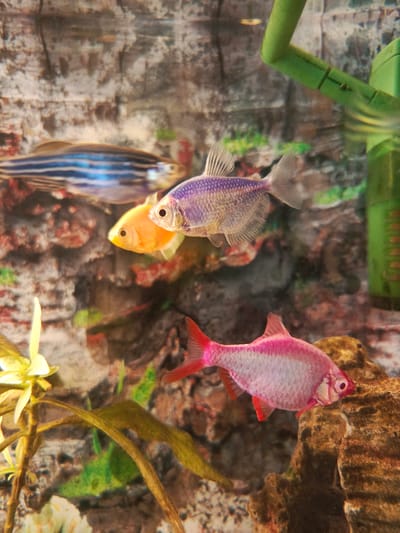 This is an indoor close-up photograph of a freshwater aquarium in Biaroza, Belarus. The aquarium contains several small fish of varying colors. In the foreground, a bright pink fish with a red tail and fins is swimming near a textured rock. Above and behind it, a lavender-colored fish with iridescent scales is visible. To the left of the lavender fish is a small, bright orange fish. Further in the background, a fish with horizontal blue and white stripes is swimming. The aquarium's background appears to be a simulated rock formation, and a green artificial plant or decoration is visible on the right side. Some aquatic plants are also present in the lower left quadrant of the image. The lighting suggests the aquarium is illuminated.