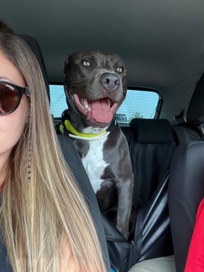 A dark gray pit bull dog with white markings on its chest is seated in the back of a car. The dog is wearing a yellow collar and appears to be panting with its tongue out and mouth open. To the left of the dog, a person's head and shoulder are visible. The person is wearing sunglasses and has long, blonde hair with a beaded chain accessory. The interior of the car is visible, including the headrests of the back seats, which are covered in black fabric. The background through the car windows shows a bright, possibly cloudy sky and some indistinct shapes that could be trees or buildings. The scene appears to be taking place on a street in Gabarnitsa, Bulgaria, although there are no specific landmarks to confirm this location.