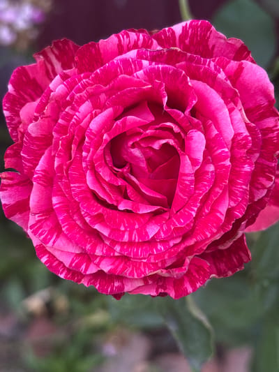 This is a close-up, overhead shot of a vibrant, striped pink rose. The rose is in full bloom, with its petals tightly furled in the center and unfurling outwards in a spiral pattern. The petals have a delicate, wavy edge and are predominantly a bright pink, streaked with lighter pink and white stripes. The background is softly blurred, showing shades of dark green and hints of purple and lighter colors that could be other flowers or foliage. The lighting appears to be natural, possibly daylight, creating soft shadows within the rose's folds. The overall impression is one of natural beauty and intricate detail. There is no visible text. The image was taken in Zniatsovo, Ukraine.