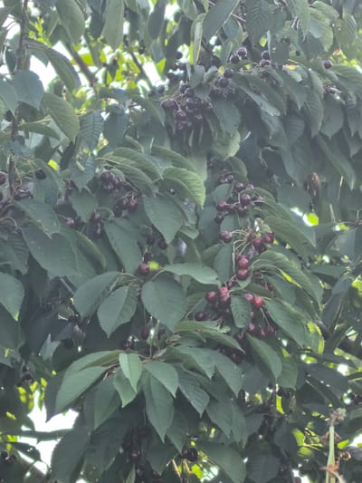 The image shows a close-up view of a cherry tree laden with ripe, dark red cherries. The cherries are clustered on branches, nestled among lush green leaves. The sunlight filters through the canopy, creating dappled light and shadows. Some of the cherries are clearly visible, round and plump, while others are partially obscured by the foliage. The overall impression is one of abundance and the bounty of nature. The setting appears to be a natural environment, possibly an orchard or a garden, given the presence of the fruit-bearing tree. The time of day seems to be during daylight hours, with the light suggesting it could be late morning or afternoon. The image evokes a sense of freshness and the natural beauty of the harvest season. There is no visible text in the image.