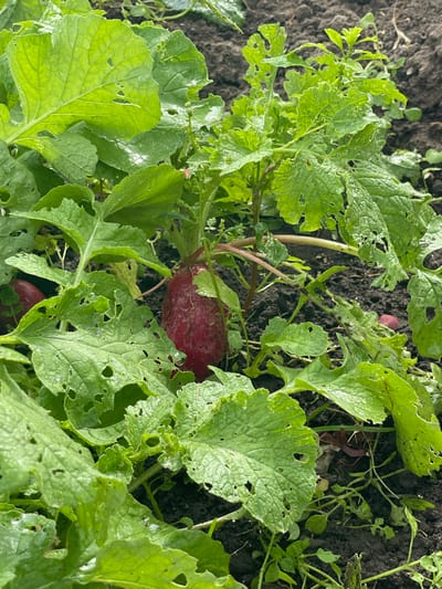 In Mirnyy, Russia, a close-up shot captures a patch of radishes growing in dark soil. The radishes, with their vibrant red bulbs, are partially obscured by large, green leaves that show signs of insect damage with numerous small holes. Water droplets glisten on the leaves, indicating recent rain or watering. The scene is a close-up of the plants, with the background blurred, focusing on the texture and condition of the radishes and their foliage.