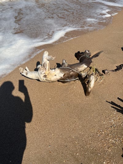The image captures a close-up view of a sandy beach in Dolzhanskaya, Russia. The scene features a piece of weathered driftwood entangled with fishing net, washed ashore by the gentle waves of the sea. The water's edge is visible on the upper left, with white foam lapping at the sandy shore. In the lower left corner, the shadow of a person holding a smartphone is cast on the sand, indicating someone is taking a picture of the scene. The overall impression is one of natural elements and the remnants of human activity coexisting on a tranquil beach.