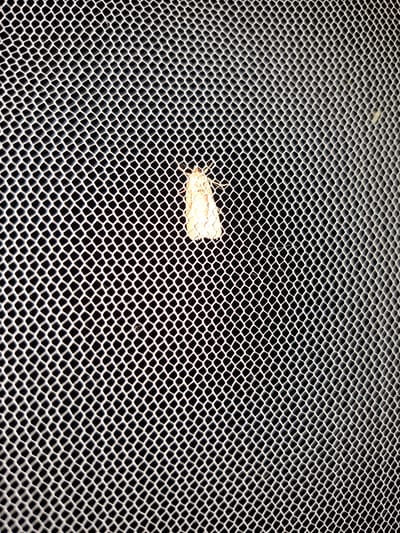 The image is a close-up, high-angle shot of a moth on a white, hexagonal mesh screen. The moth is light beige in color and is positioned in the center-left of the frame. The mesh screen fills the entire image, with the dark background visible through the openings. The lighting appears to be artificial, casting shadows on the screen and highlighting the texture of the mesh. The scene does not contain any elements that would suggest a specific location in Keles, Uzbekistan, or any urban environment.